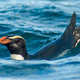 A Tawaki penguin at sea. During their annual migrations, these aquatic birds can swim upwards of 50 miles (80 kilometers) each day.